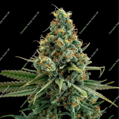 Sour Patch Kiss Feminized Marijuana Strain by Elev8 Seeds For Sale Online at Cannabis Seeds Outlet