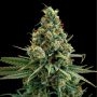 Sour Patch Kiss Feminized Marijuana Strain by Elev8 Seeds For Sale Online at Cannabis Seeds Outlet