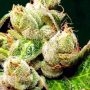 Sour Patch Kiss Feminized by Elev8 Seeds THC Content Potency Strength CBD Height Yield Flowering Time Indica Sativa Genetics