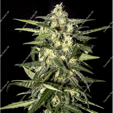 Jack Herer Auto Feminized Marijuana Strain by Seedsman For Sale Online at Cannabis Seeds Outlet
