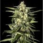 Jack Herer Auto Feminized Marijuana Strain by Seedsman For Sale Online at Cannabis Seeds Outlet