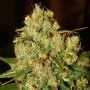 Master Kush Auto Feminized Marijuana Strain by Nirvana For Sale Online at Cannabis Seeds Outlet