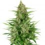 Double Kush Cake Feminized Marijuana Strain by Sensi Seed Bank For Sale Online at Cannabis Seeds Outlet