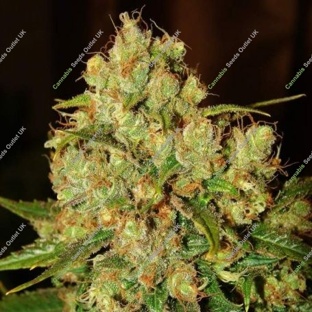 Hindu Kush Feminized Marijuana Strain by Nirvana For Sale Online at Cannabis Seeds Outlet