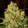 Hindu Kush Feminized Marijuana Strain by Nirvana For Sale Online at Cannabis Seeds Outlet