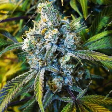 Super Silver Haze Regular Marijuana Strain by Nirvana For Sale Online at Cannabis Seeds Outlet