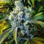 Super Silver Haze Regular Marijuana Strain by Nirvana For Sale Online at Cannabis Seeds Outlet