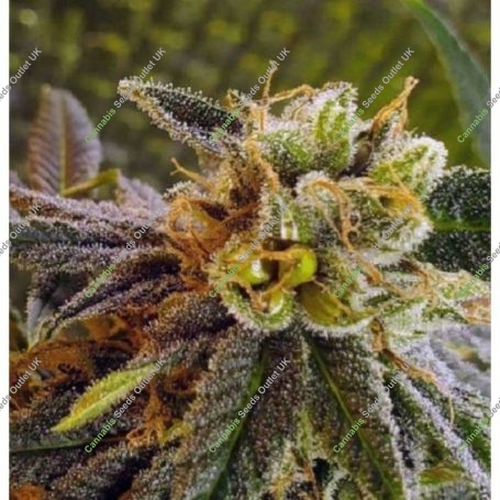 Elliots Sister BC Bud Depot Regular Marijuana Strain by BC Bud Depot For Sale Online at Cannabis Seeds Outlet