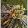 Elliots Sister BC Bud Depot Regular Marijuana Strain by BC Bud Depot For Sale Online at Cannabis Seeds Outlet