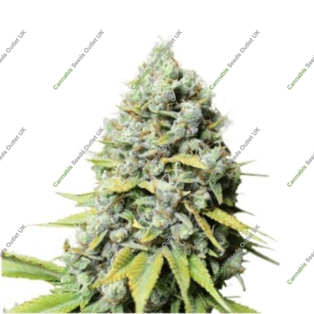 Kosher Haze Regular Marijuana Strain by Super Sativa Seed Club For Sale Online at Cannabis Seeds Outlet