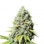 Kosher Haze Regular Marijuana Strain by Super Sativa Seed Club For Sale Online at Cannabis Seeds Outlet