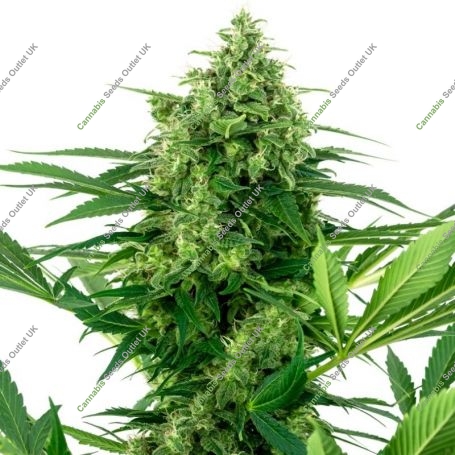 Banana Frosting Feminized Marijuana Strain by Sensi Seed Bank For Sale Online at Cannabis Seeds Outlet