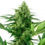 Banana Frosting Feminized Marijuana Strain by Sensi Seed Bank For Sale Online at Cannabis Seeds Outlet