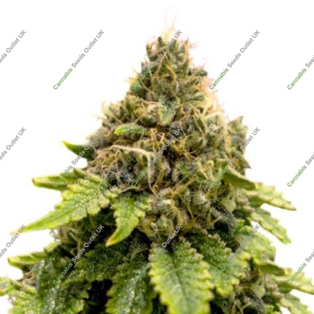 Karels Dank Regular Marijuana Strain by Super Sativa Seed Club For Sale Online at Cannabis Seeds Outlet