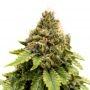 Karels Dank Regular Marijuana Strain by Super Sativa Seed Club For Sale Online at Cannabis Seeds Outlet