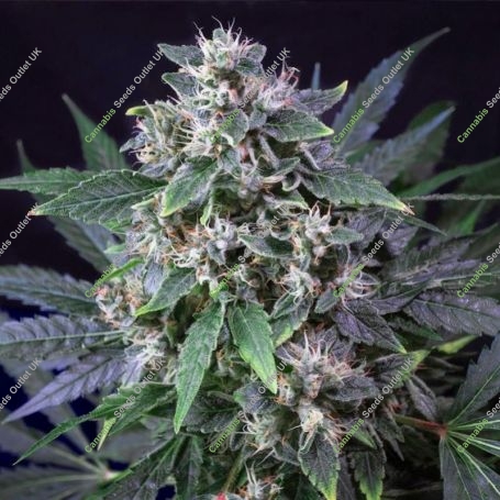 Karels Haze Regular Marijuana Strain by Super Sativa Seed Club For Sale Online at Cannabis Seeds Outlet