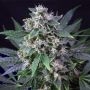 Karels Haze Regular Marijuana Strain by Super Sativa Seed Club For Sale Online at Cannabis Seeds Outlet