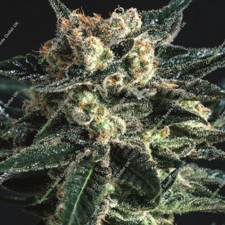 AK47 x SCBDX CBD Feminized Marijuana Strain by Super CBDx For Sale Online at Cannabis Seeds Outlet