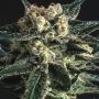 AK47 x SCBDX CBD Feminized Marijuana Strain by Super CBDx For Sale Online at Cannabis Seeds Outlet