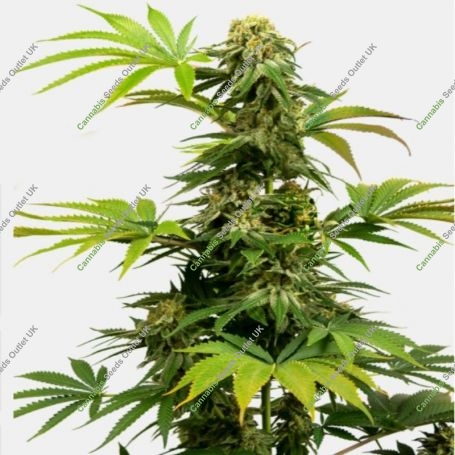 Black Harlequin Feminized Marijuana Strain by Sensi Seed Bank For Sale Online at Cannabis Seeds Outlet