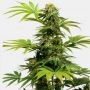 Black Harlequin Feminized Marijuana Strain by Sensi Seed Bank For Sale Online at Cannabis Seeds Outlet