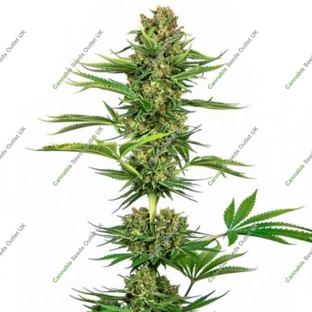 Black Domina CBD Feminized Marijuana Strain by Sensi Seed Bank For Sale Online at Cannabis Seeds Outlet