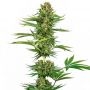 Black Domina CBD Feminized Marijuana Strain by Sensi Seed Bank For Sale Online at Cannabis Seeds Outlet