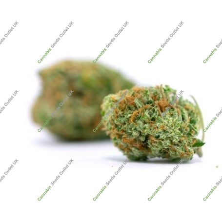 Harley CBD Feminized Marijuana Strain by Elev8 Seeds For Sale Online at Cannabis Seeds Outlet