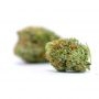 Harley CBD Feminized Marijuana Strain by Elev8 Seeds For Sale Online at Cannabis Seeds Outlet
