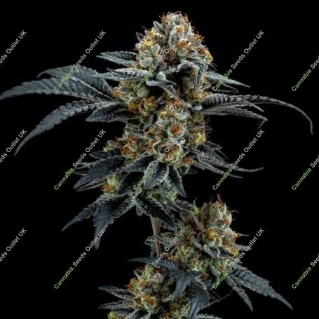 Gorilla Cookies Feminized Marijuana Strain by Elev8 Seeds For Sale Online at Cannabis Seeds Outlet
