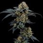 Gorilla Cookies Feminized Marijuana Strain by Elev8 Seeds For Sale Online at Cannabis Seeds Outlet