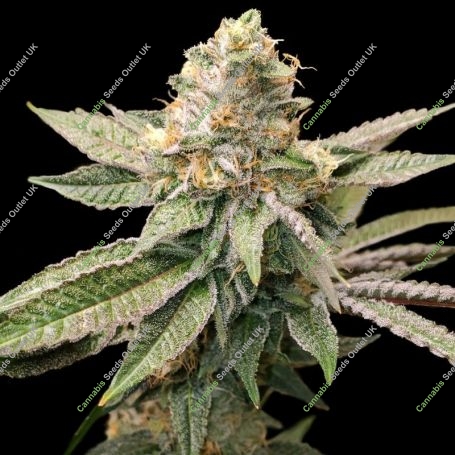 King Cone Feminized Marijuana Strain by Elev8 Seeds For Sale Online at Cannabis Seeds Outlet