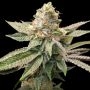 King Cone Feminized Marijuana Strain by Elev8 Seeds For Sale Online at Cannabis Seeds Outlet