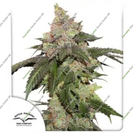 Kerosine Krash Feminized Marijuana Strain by Dutch Passion For Sale Online at Cannabis Seeds Outlet