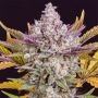 Empire Of The Sun Feminized Marijuana Strain by Kera Seeds For Sale Online at Cannabis Seeds Outlet