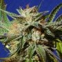 Gorilla Cookies Marijuana Strain by Original Sensible Seeds For Sale Online at Cannabis Seeds Outlet