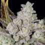 Gorilla Glue x Cookies Feminized Marijuana Strain by Professor Trichome For Sale Online at Cannabis Seeds Outlet