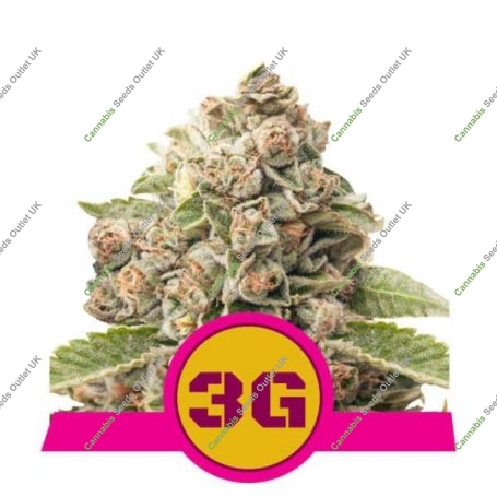 Triple G Feminized Marijuana Strain by Royal Queen Seeds For Sale Online at Cannabis Seeds Outlet