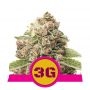 Triple G Feminized Marijuana Strain by Royal Queen Seeds For Sale Online at Cannabis Seeds Outlet