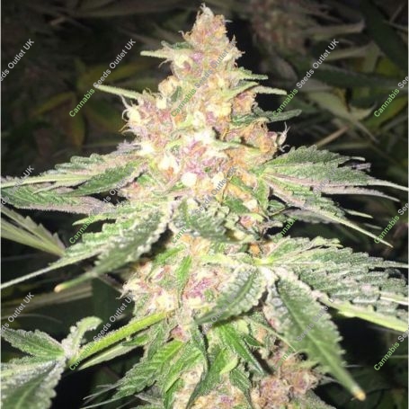 5G Feminized Marijuana Strain by Soma Seeds For Sale Online at Cannabis Seeds Outlet
