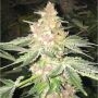 5G Feminized Marijuana Strain by Soma Seeds For Sale Online at Cannabis Seeds Outlet