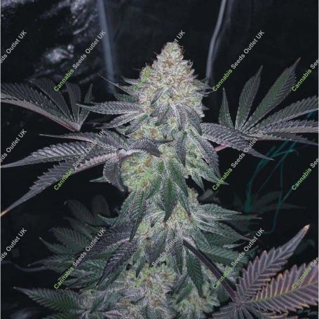 Gucci Dreams Feminized Marijuana Strain by Top Shelf Elite For Sale Online at Cannabis Seeds Outlet