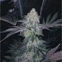 Gucci Dreams Feminized Marijuana Strain by Top Shelf Elite For Sale Online at Cannabis Seeds Outlet