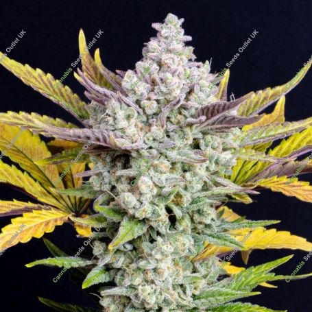 Gorilla Cookies Auto Feminized Marijuana Strain by Fast Buds For Sale Online at Cannabis Seeds Outlet