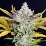 Gorilla Cookies Auto Feminized Marijuana Strain by Fast Buds For Sale Online at Cannabis Seeds Outlet