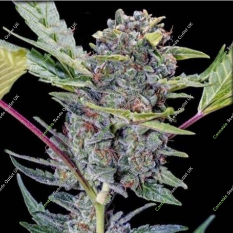 Gucci Dreams Auto Feminized Marijuana Strain by Top Shelf Elite For Sale Online at Cannabis Seeds Outlet