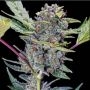 Gucci Dreams Auto Feminized Marijuana Strain by Top Shelf Elite For Sale Online at Cannabis Seeds Outlet