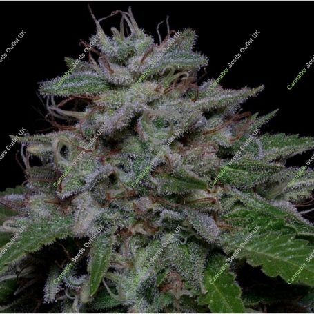 Don Do Si Glue Feminized Marijuana Strain by Don Avalanche Seeds For Sale Online at Cannabis Seeds Outlet