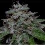 Don Do Si Glue Feminized Marijuana Strain by Don Avalanche Seeds For Sale Online at Cannabis Seeds Outlet
