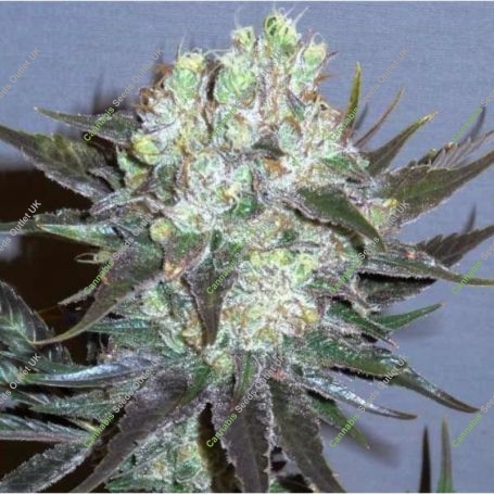 GG 48 Feminized Marijuana Strain by Nirvana For Sale Online at Cannabis Seeds Outlet